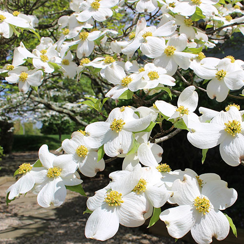 American Dogwood