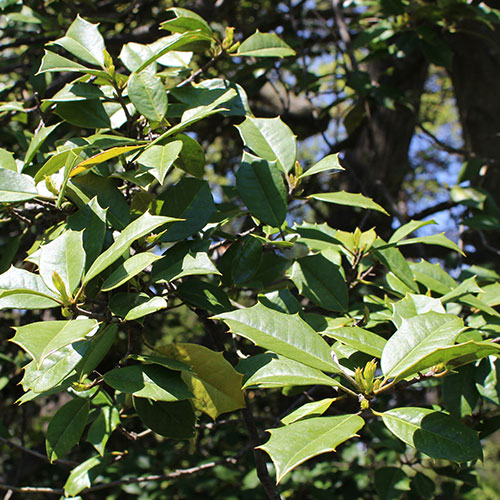 American Holly