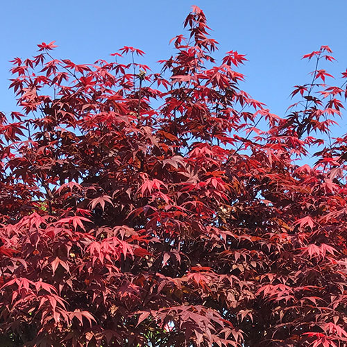 Bloodgood Japanese Maple