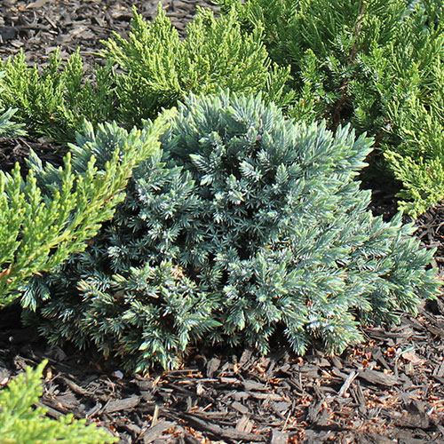 Blue Star Juniper