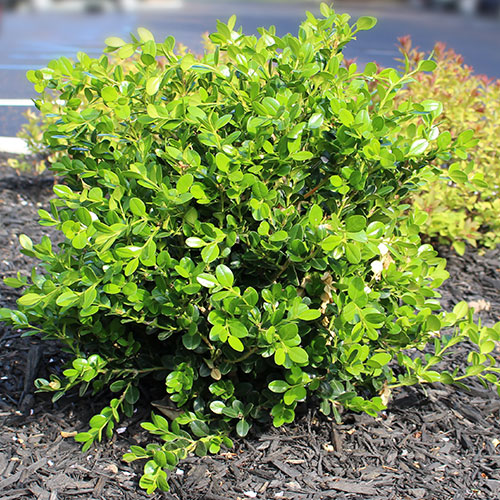Boxwood