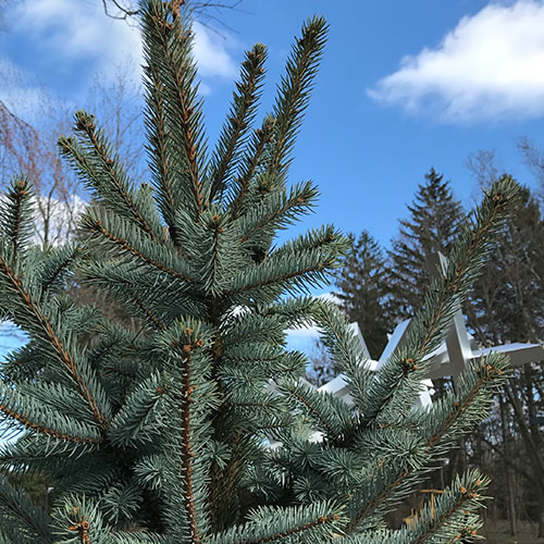 Colorado Blue Spruce