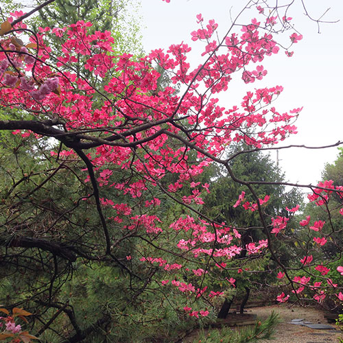 Flowering Dogwood