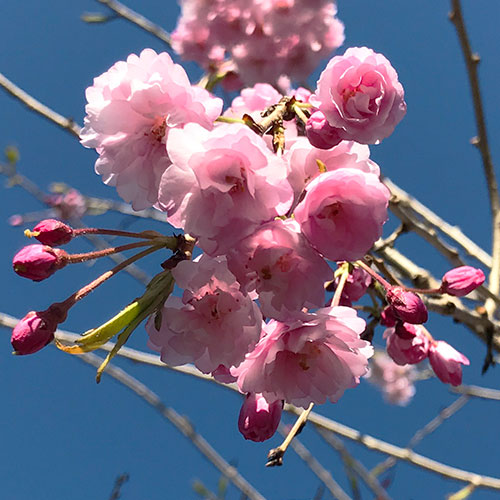 Double Weeping Flowering Cherry