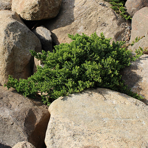 Dwarf Japanese Garden Juniper