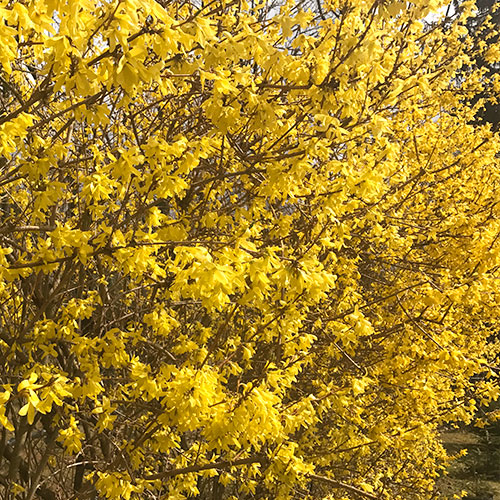 Forsythia