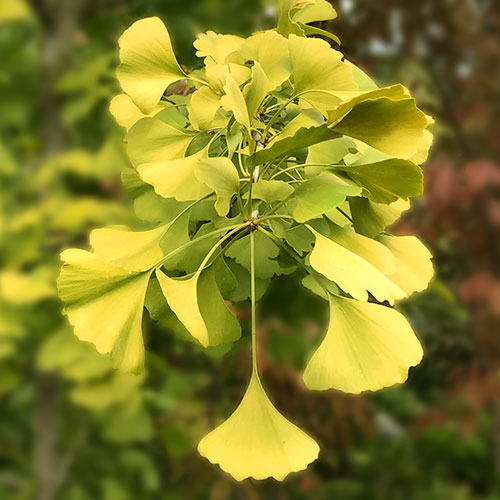Autumn Gold Maidenhair Tree