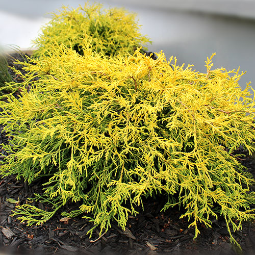 Golden Mop False Cypress