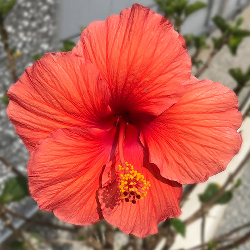 Hibiscus