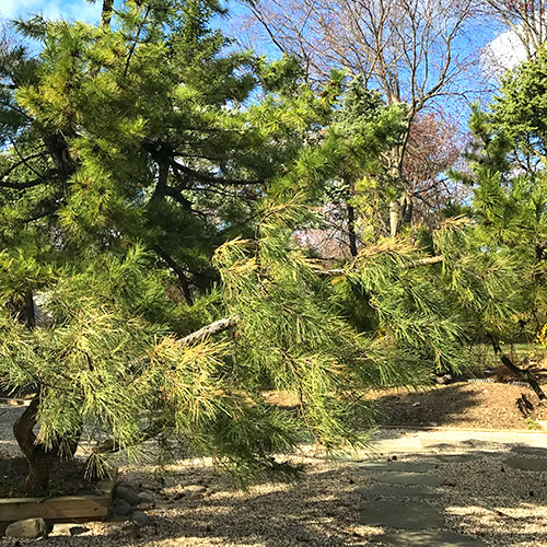 Japanese Black Pine