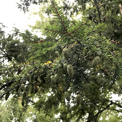 Japanese Hemlock 