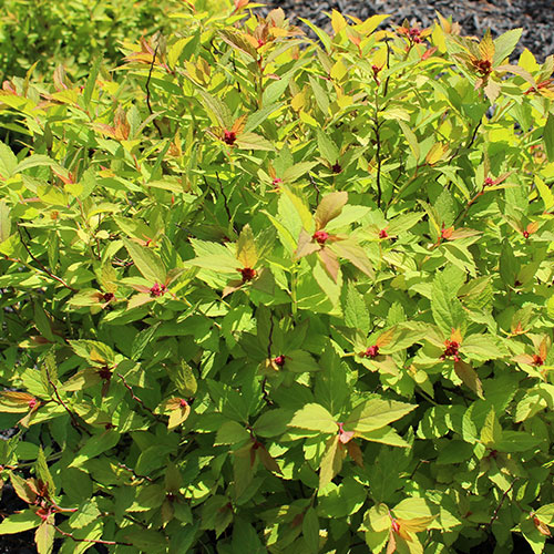 Magic Carpet Spirea