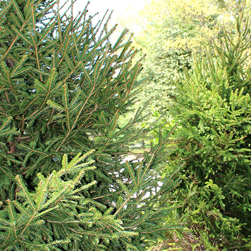 Norway Spruce