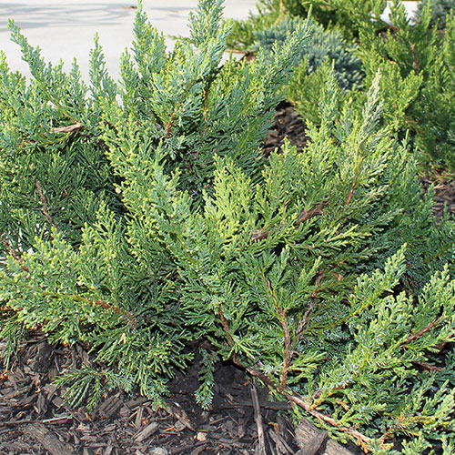 Parsons Juniper