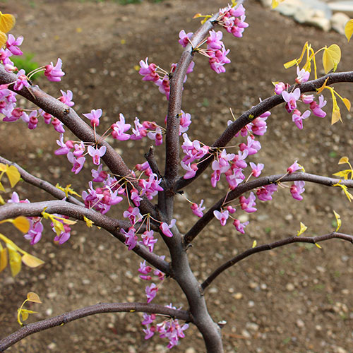 Redbud 'The Rising Sun' 