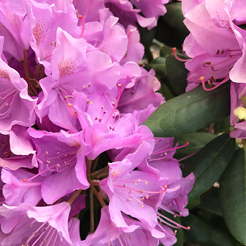 Rhododendron