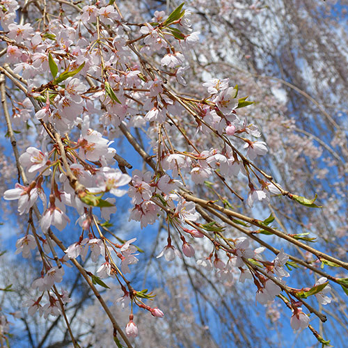 Snowfountain Weeping Cherry