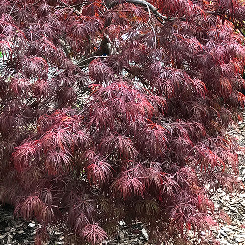 Tamukeyama Japanese Maple