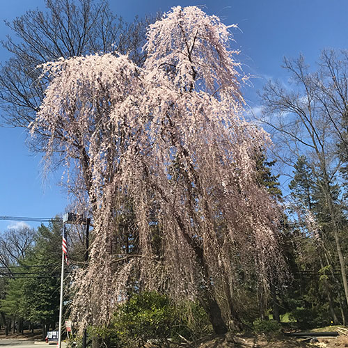 Weeping Flowering Cherry